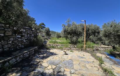 Milas Kuzyaka'da Altyapılı Satılık Yatırımlık Zeytinlik