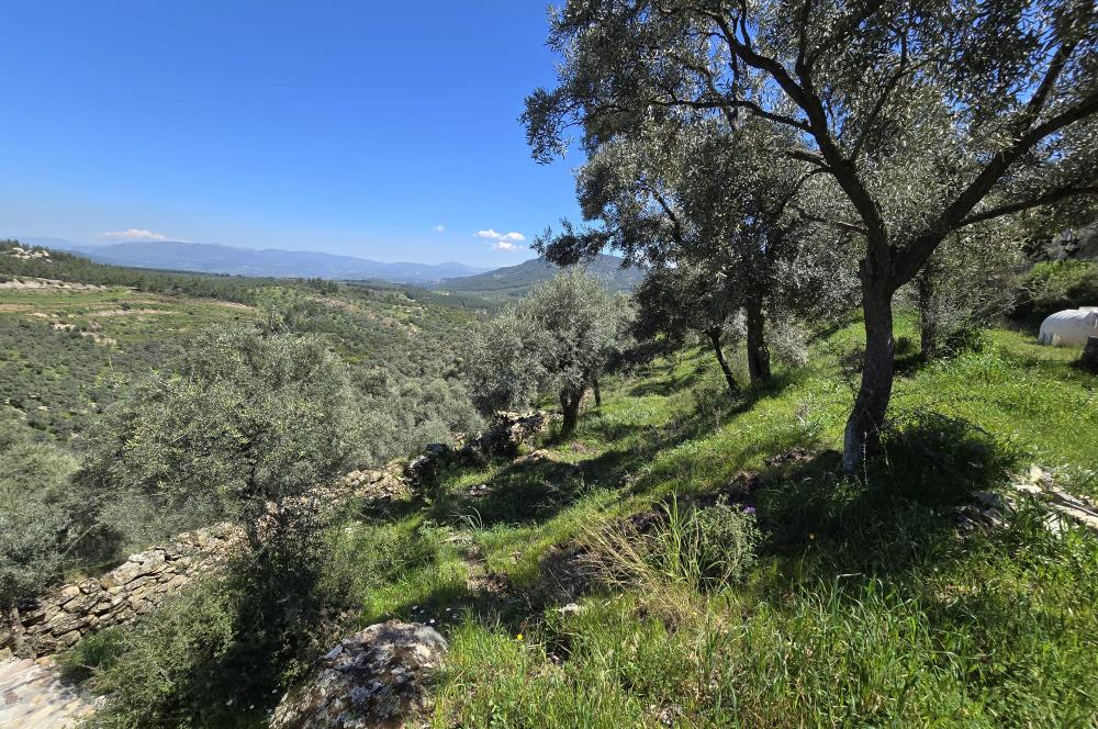 Milas Kuzyaka'da Altyapılı Satılık Yatırımlık Zeytinlik