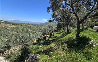 Milas Kuzyaka'da Altyapılı Satılık Yatırımlık Zeytinlik