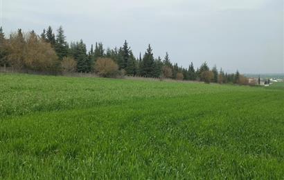 C.21 LOCA ALTIEYLÜL PAŞAKÖYDE SATILIK 7565 M2 FIRSAT ARSA,TARLA