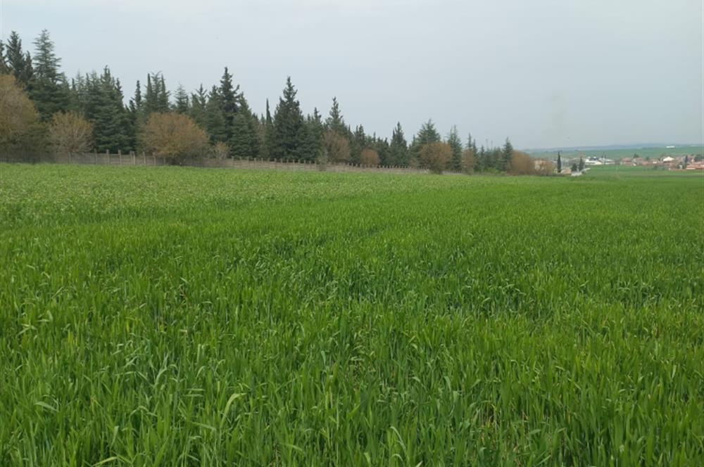 C.21 LOCA ALTIEYLÜL PAŞAKÖYDE SATILIK 7565 M2 FIRSAT ARSA,TARLA