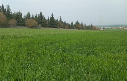 C.21 LOCA ALTIEYLÜL PAŞAKÖYDE SATILIK 7565 M2 FIRSAT ARSA,TARLA