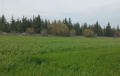 C.21 LOCA ALTIEYLÜL PAŞAKÖYDE SATILIK 7565 M2 FIRSAT ARSA,TARLA