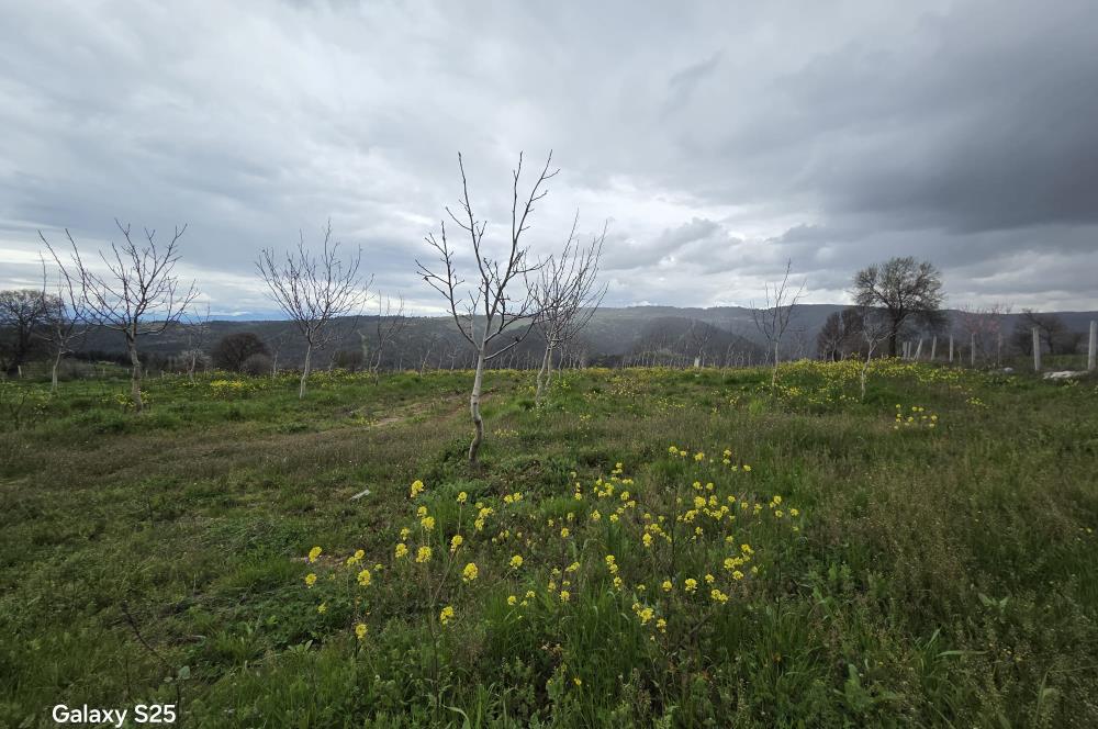 C21 BAL'DAN DİŞBUDAK'TA 13321 M2 ASFALTA CEPHE SATILIK CEVİZLİK