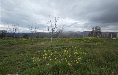 C21 BAL'DAN DİŞBUDAK'TA 13321 M2 ASFALTA CEPHE SATILIK CEVİZLİK