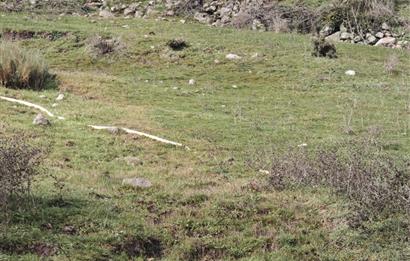 CENTRUY 21 BAL'DAN  BALYA ENVERPAŞA MAHALLESİ SATILIK TARLA