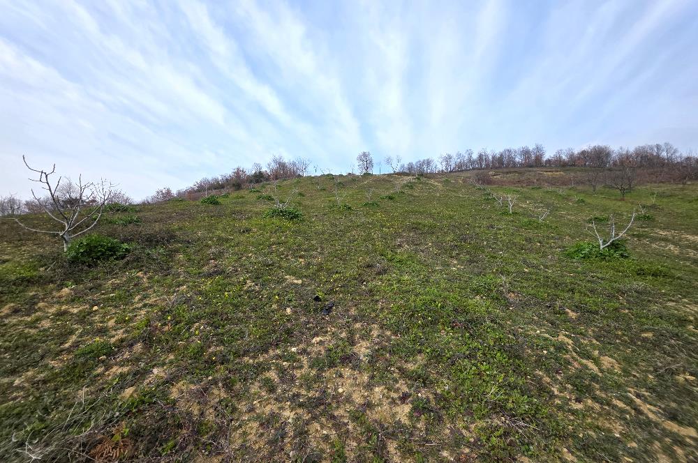 C21 Cius; Katırlı 7458 m2 Satılık Tarla İncirlik