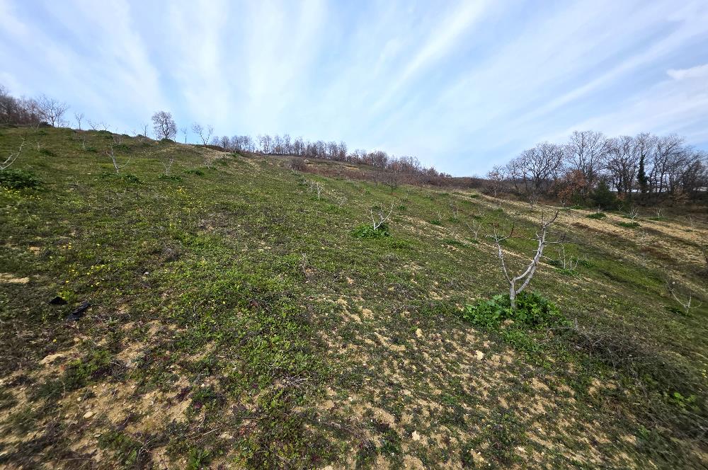 C21 Cius; Katırlı 7458 m2 Satılık Tarla İncirlik