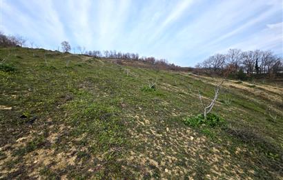 C21 Cius; Katırlı 7458 m2 Satılık Tarla İncirlik