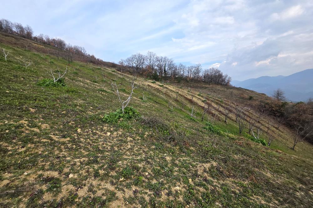 C21 Cius; Katırlı 7458 m2 Satılık Tarla İncirlik