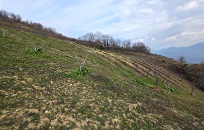 C21 Cius; Katırlı 7458 m2 Satılık Tarla İncirlik