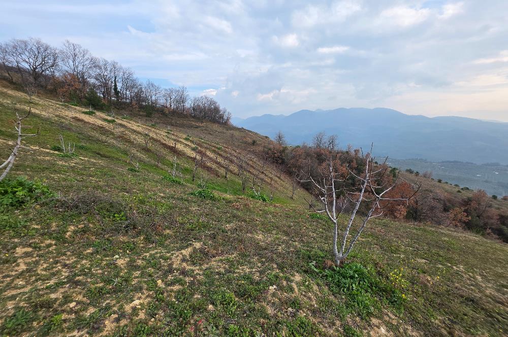 C21 Cius; Katırlı 7458 m2 Satılık Tarla İncirlik