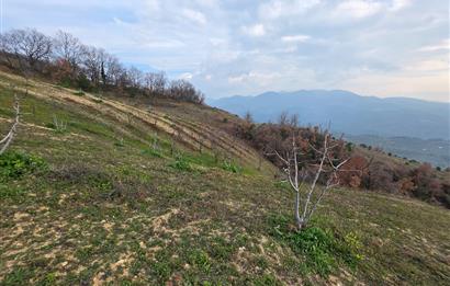 C21 Cius; Katırlı 7458 m2 Satılık Tarla İncirlik