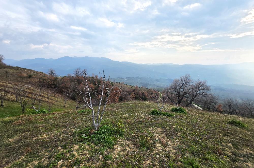 C21 Cius; Katırlı 7458 m2 Satılık Tarla İncirlik