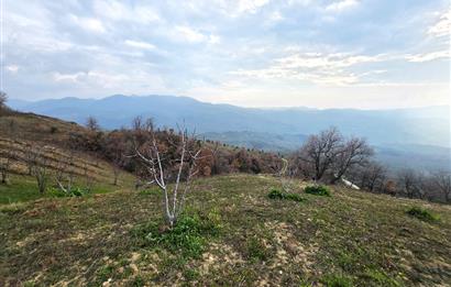 C21 Cius; Katırlı 7458 m2 Satılık Tarla İncirlik