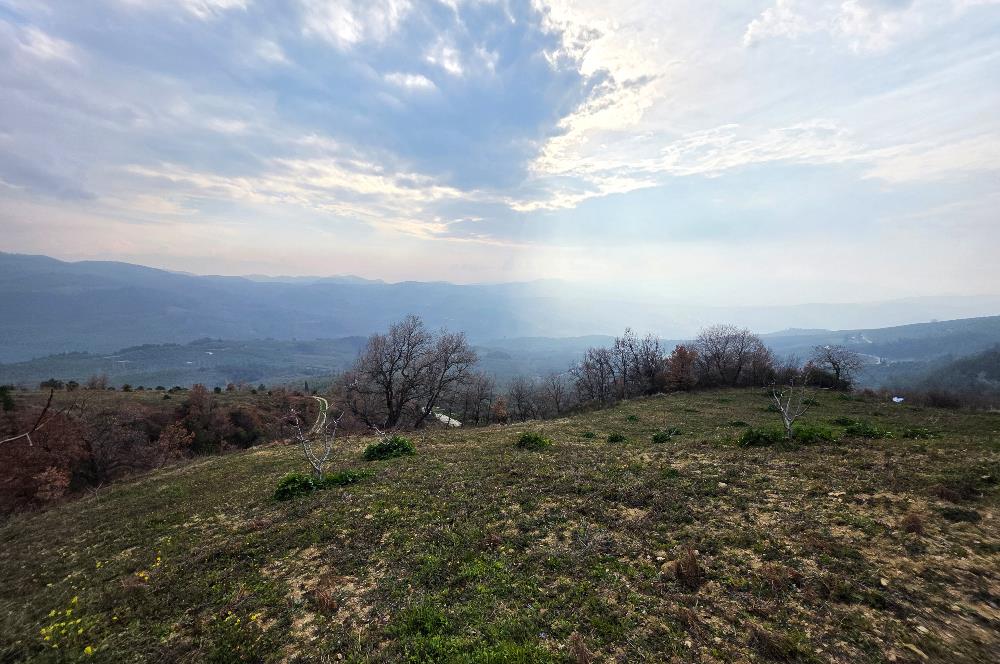 C21 Cius; Katırlı 7458 m2 Satılık Tarla İncirlik