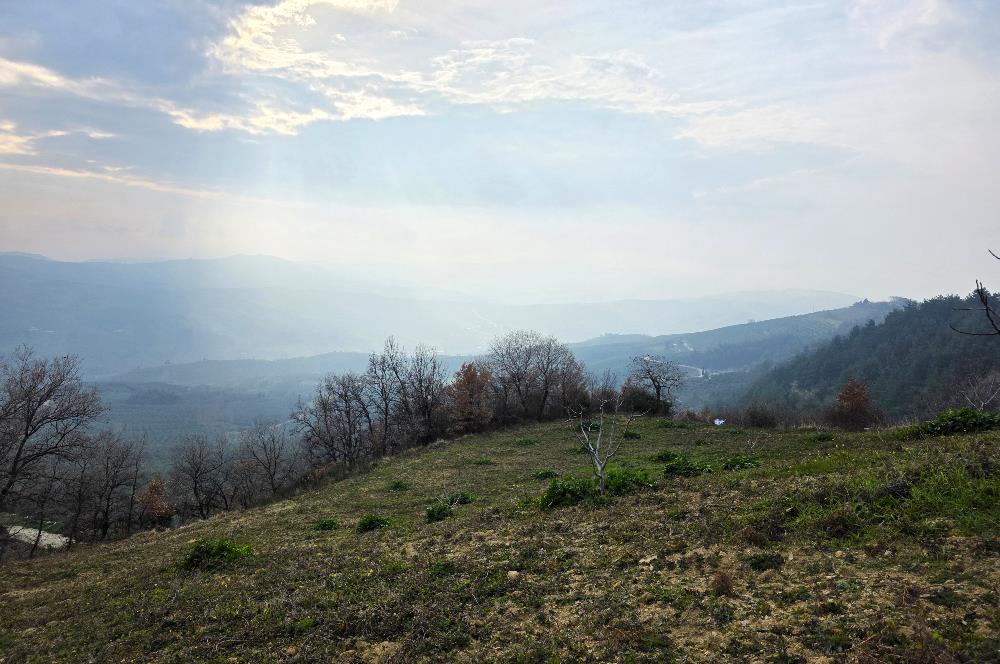 C21 Cius; Katırlı 7458 m2 Satılık Tarla İncirlik