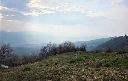 C21 Cius; Katırlı 7458 m2 Satılık Tarla İncirlik