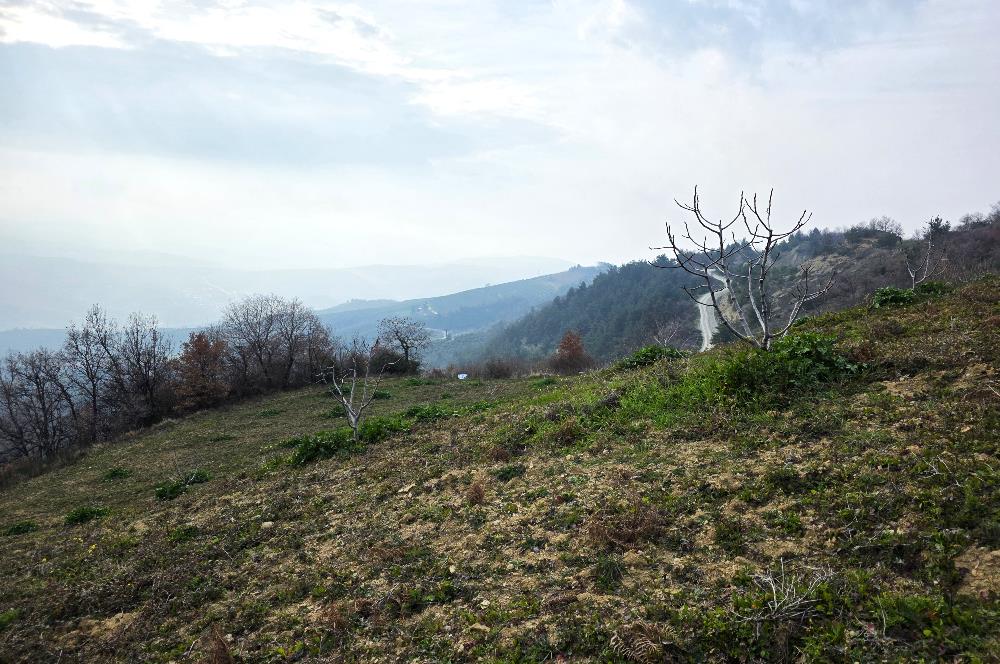 C21 Cius; Katırlı 7458 m2 Satılık Tarla İncirlik