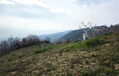 C21 Cius; Katırlı 7458 m2 Satılık Tarla İncirlik