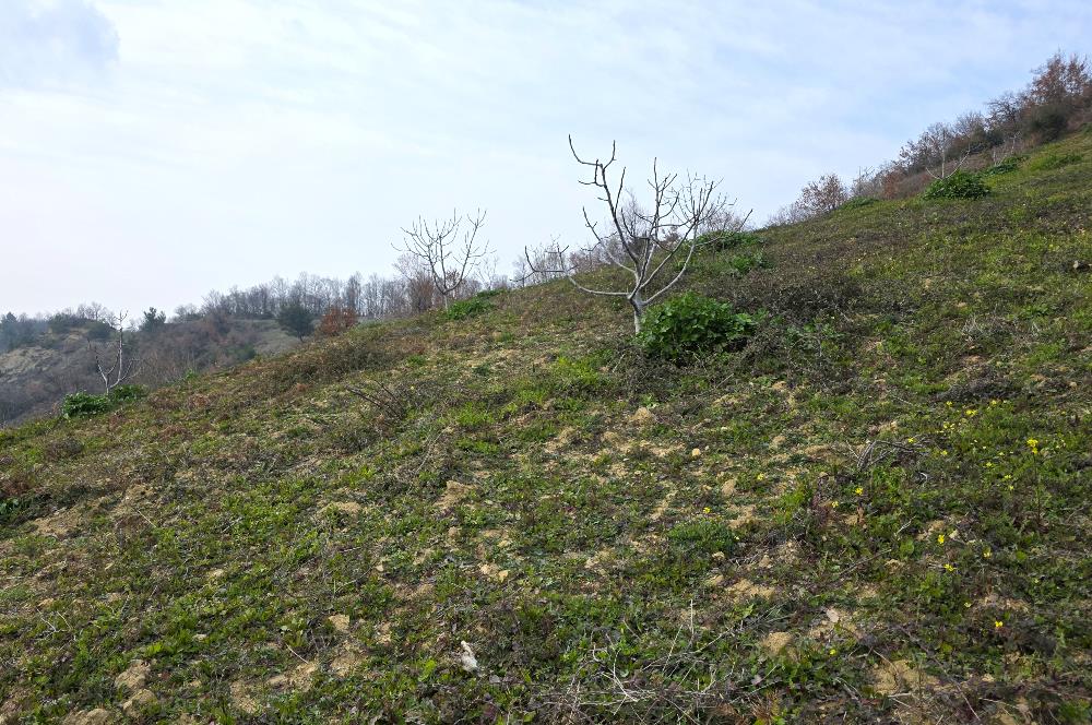 C21 Cius; Katırlı 7458 m2 Satılık Tarla İncirlik