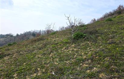 C21 Cius; Katırlı 7458 m2 Satılık Tarla İncirlik