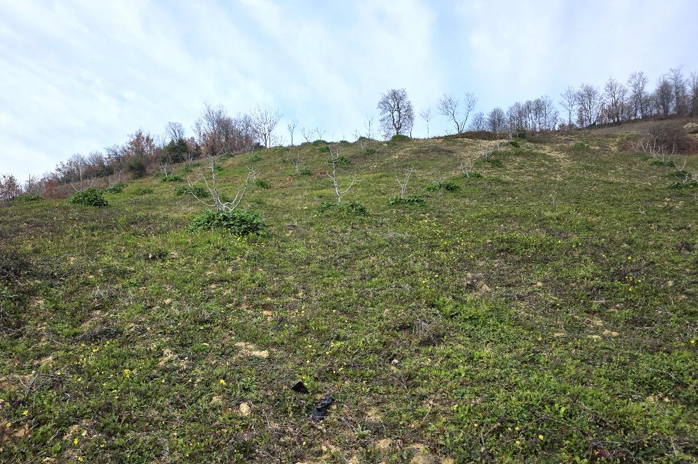 C21 Cius; Katırlı 7458 m2 Satılık Tarla İncirlik