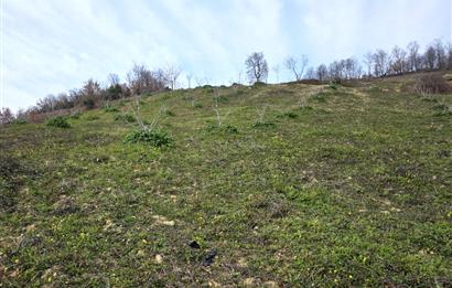 C21 Cius; Katırlı 7458 m2 Satılık Tarla İncirlik