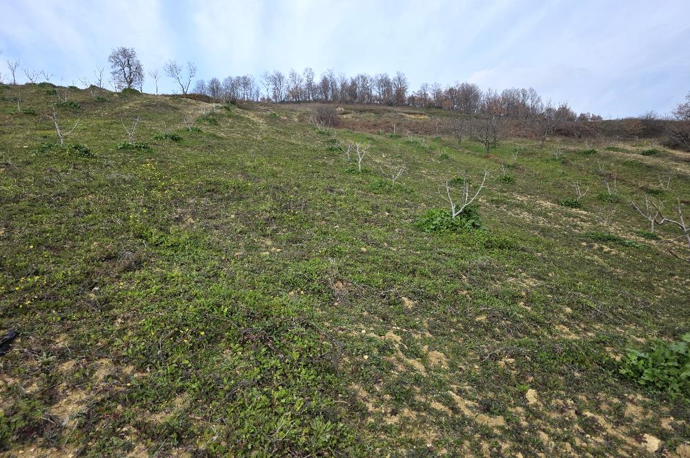 C21 Cius; Katırlı 7458 m2 Satılık Tarla İncirlik