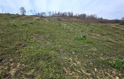 C21 Cius; Katırlı 7458 m2 Satılık Tarla İncirlik