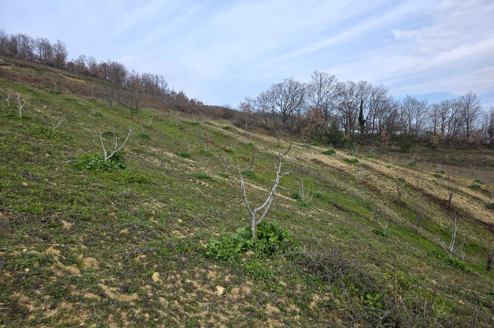 C21 Cius; Katırlı 7458 m2 Satılık Tarla İncirlik