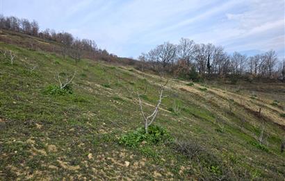 C21 Cius; Katırlı 7458 m2 Satılık Tarla İncirlik