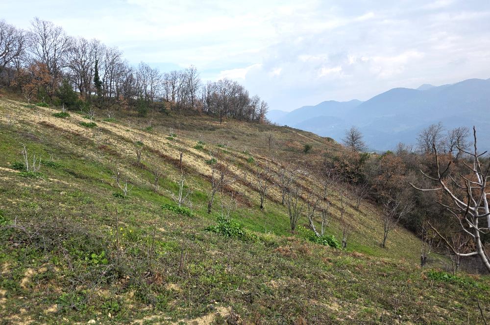 C21 Cius; Katırlı 7458 m2 Satılık Tarla İncirlik