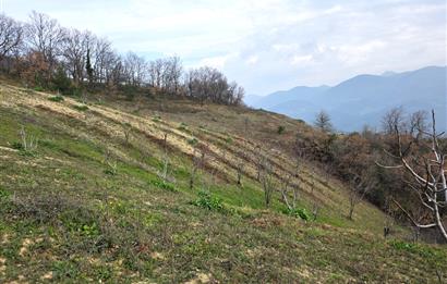 C21 Cius; Katırlı 7458 m2 Satılık Tarla İncirlik