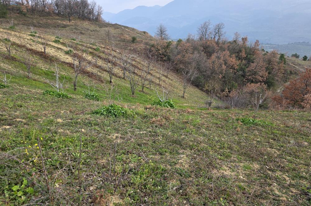 C21 Cius; Katırlı 7458 m2 Satılık Tarla İncirlik