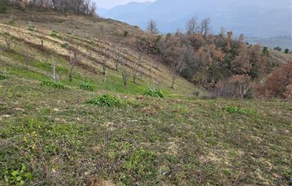 C21 Cius; Katırlı 7458 m2 Satılık Tarla İncirlik