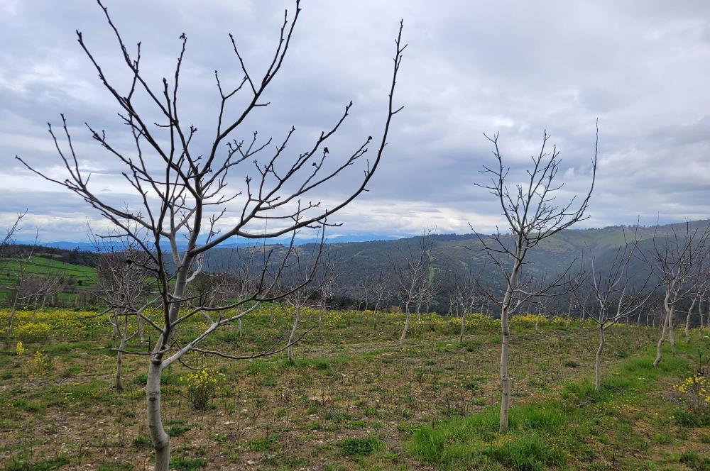 C21 BAL'DAN DİŞBUDAK'TA 13321 M2 ASFALTA CEPHE SATILIK CEVİZLİK