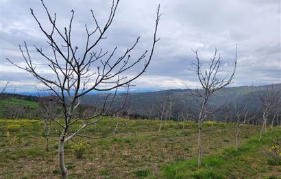 C21 BAL'DAN DİŞBUDAK'TA 13321 M2 ASFALTA CEPHE SATILIK CEVİZLİK