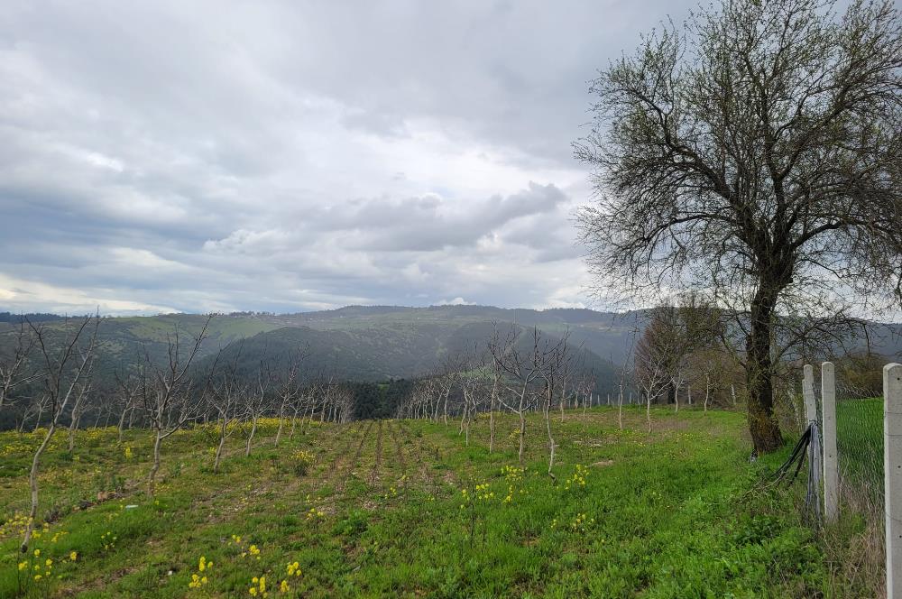 C21 BAL'DAN DİŞBUDAK'TA 13321 M2 ASFALTA CEPHE SATILIK CEVİZLİK