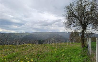 C21 BAL'DAN DİŞBUDAK'TA 13321 M2 ASFALTA CEPHE SATILIK CEVİZLİK