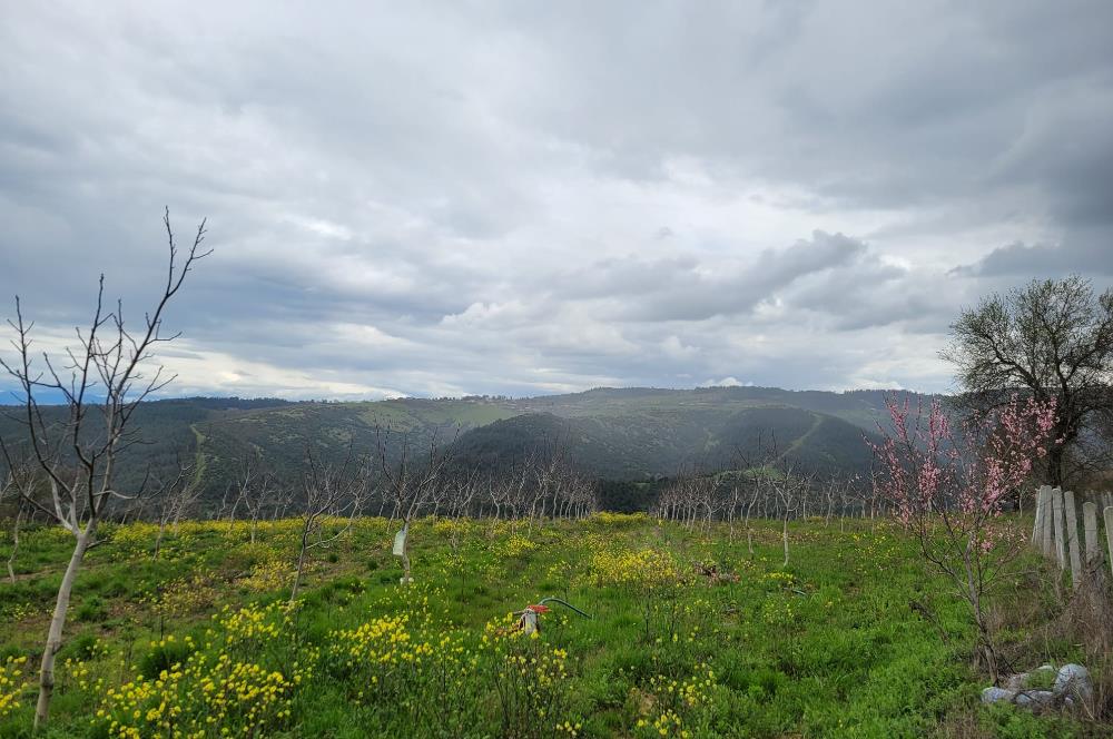 C21 BAL'DAN DİŞBUDAK'TA 13321 M2 ASFALTA CEPHE SATILIK CEVİZLİK