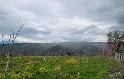 C21 BAL'DAN DİŞBUDAK'TA 13321 M2 ASFALTA CEPHE SATILIK CEVİZLİK