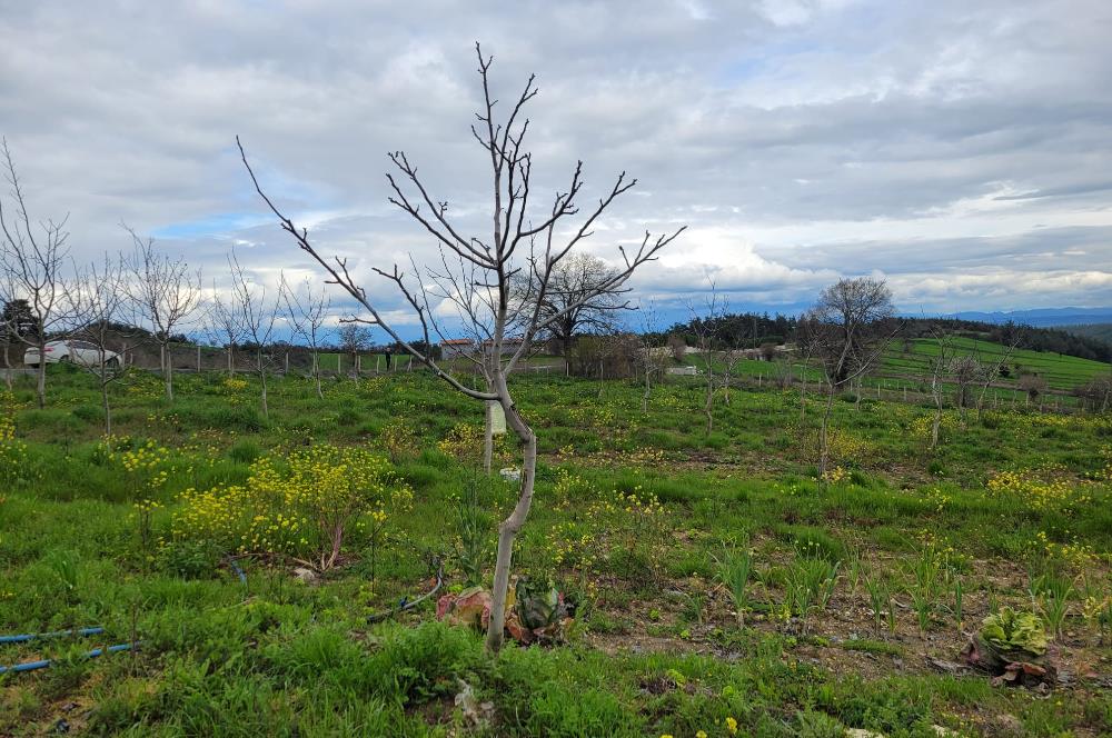 C21 BAL'DAN DİŞBUDAK'TA 13321 M2 ASFALTA CEPHE SATILIK CEVİZLİK