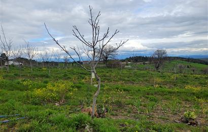 C21 BAL'DAN DİŞBUDAK'TA 13321 M2 ASFALTA CEPHE SATILIK CEVİZLİK