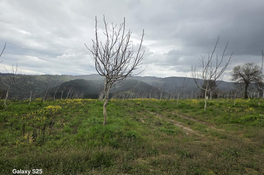 C21 BAL'DAN DİŞBUDAK'TA 13321 M2 ASFALTA CEPHE SATILIK CEVİZLİK