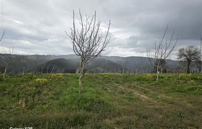 C21 BAL'DAN DİŞBUDAK'TA 13321 M2 ASFALTA CEPHE SATILIK CEVİZLİK