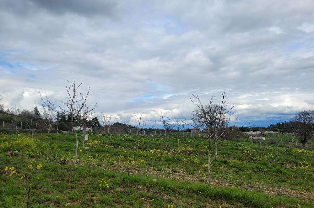 C21 BAL'DAN DİŞBUDAK'TA 13321 M2 ASFALTA CEPHE SATILIK CEVİZLİK