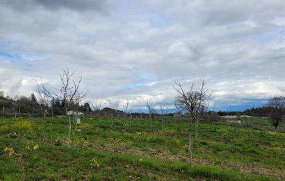 C21 BAL'DAN DİŞBUDAK'TA 13321 M2 ASFALTA CEPHE SATILIK CEVİZLİK