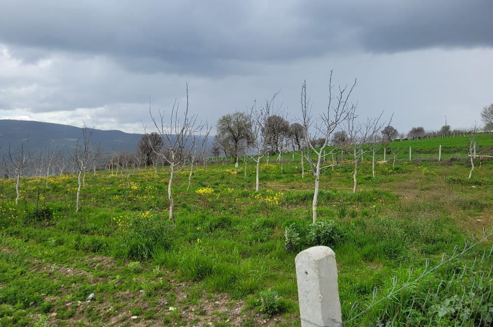 C21 BAL'DAN DİŞBUDAK'TA 13321 M2 ASFALTA CEPHE SATILIK CEVİZLİK