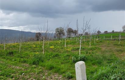 C21 BAL'DAN DİŞBUDAK'TA 13321 M2 ASFALTA CEPHE SATILIK CEVİZLİK